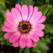 pink flower in tilt shift lens