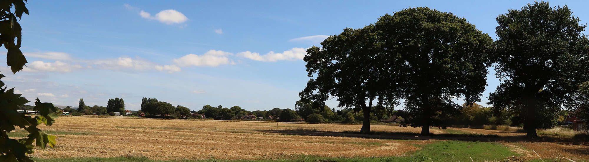 Wheat field