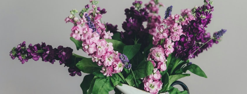 photo of pink and purple petaled flowers with white ceramic vase